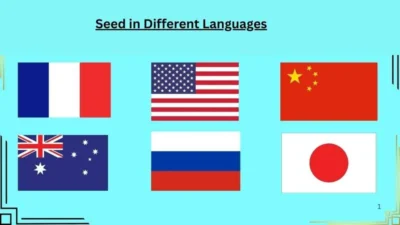 Seed in Different Languages